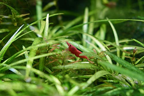 Seachem Purigen para Agua Dulce