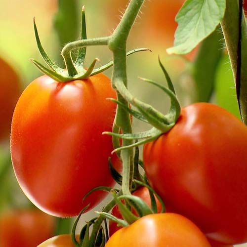 Tomate Rio Grande - 25 semillas de Portugal 100% natural de cría / taridad absoluta / portador de masas ideal para ensaladas y aperitivos