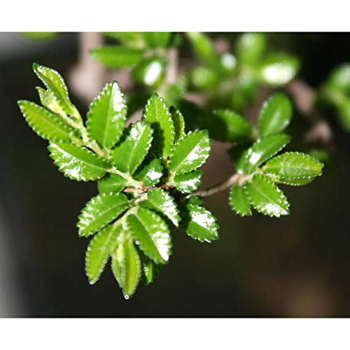 Zelkova parvifolia 8 años OLMO CHINO