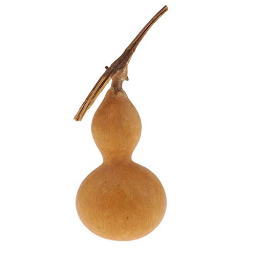 B Baosity Mini Calabaza Seca Natural Preparado Profesionalmente para Uso por Floristas y Fabricantes de Artesanía