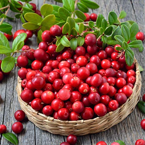Bakoki® Mermelada Arándano rojo Orgánico, 80% de Frutta(2 x 200g)