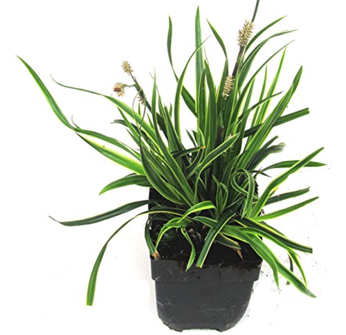 Carex morrowii Ice Dance - Cacerola (13 cm), color verde