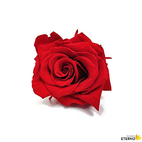 Mundo Eterno Rosa Eterna Preservada 35cm Roja