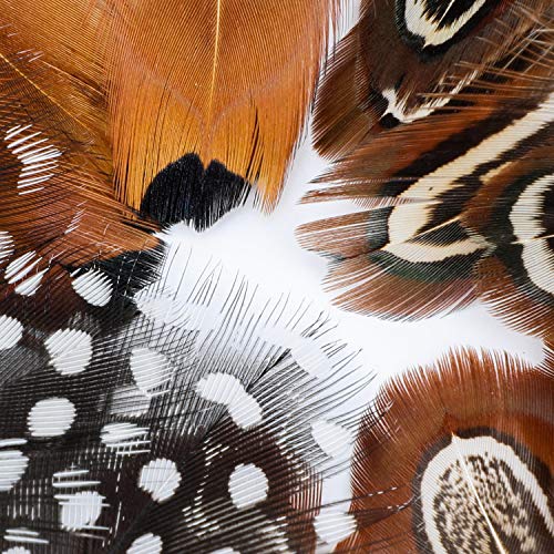 MWOOT 300pcs Plumas Manualidades Mixtas de Gallo Plumas de Faisán Decorado en Fiestas de cumpleaños Bodas Vestidos Sombrero