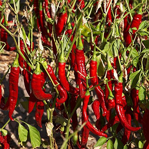 Ñoras Ahumadas de la Vera 'Dulce' (25 g) - La Chinata