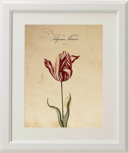 Pack de láminas Red One. Tres láminas tamaño A4. Posters con imágenes de botánica. Decoración de hogar. Láminas para enmarcar. Papel 250 Gramos