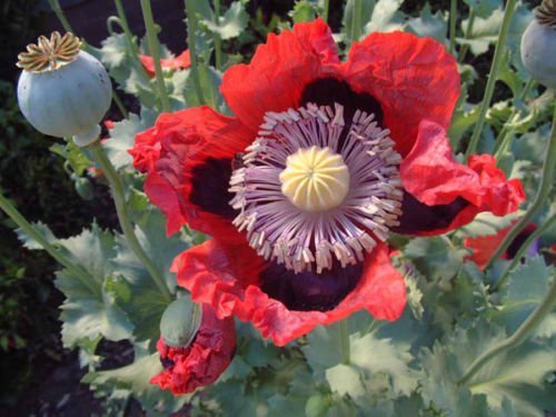 Papaver Somniferum "Pepperbox Opium" (High alkaloid & extrem rare)