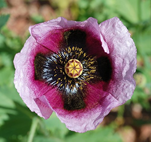 Papaver Somniferum "Pepperbox Opium" (High alkaloid & extrem rare)