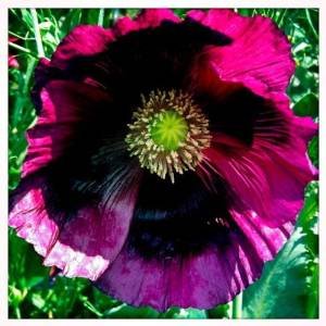 Papaver Somniferum "Pepperbox Opium" (High alkaloid & extrem rare)