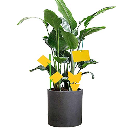 Redmoo 30 Piezas Tramp Moscas, Pegajosas de Doble Cara, Papeles Pegajosos Amarillos, Trampas de Moscas para Insectos de Planta, Mosquitos, Anti-Moscas Respetuoso con el Medio Ambiente y no tóxico